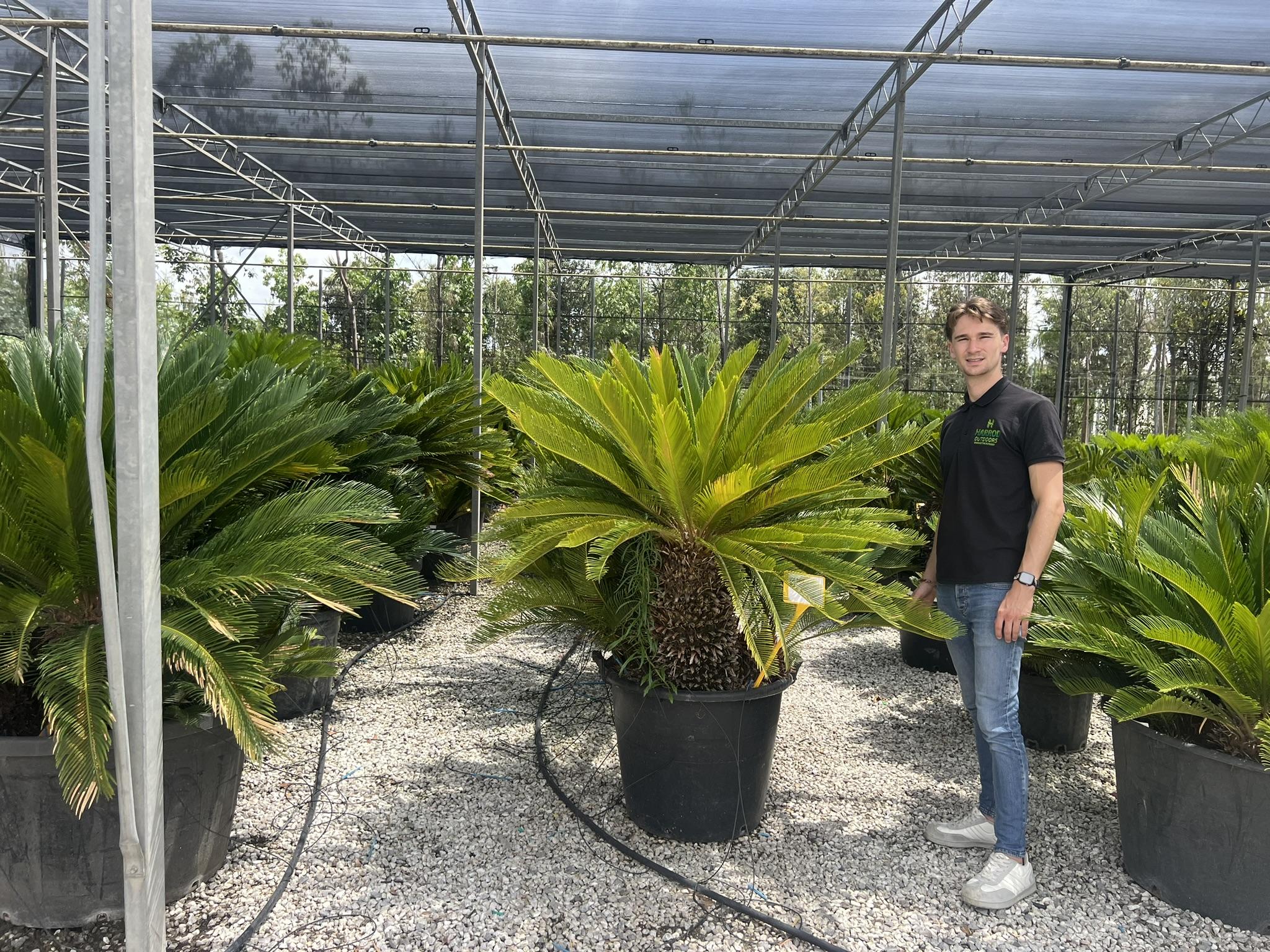 Sago Palm Trees Cycas Revoluta Harrod Outdoors