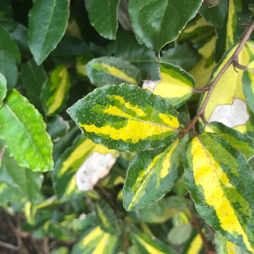 Limelight Oleaster Hedging Plants - Elaeagnus Ebbingei Limelight