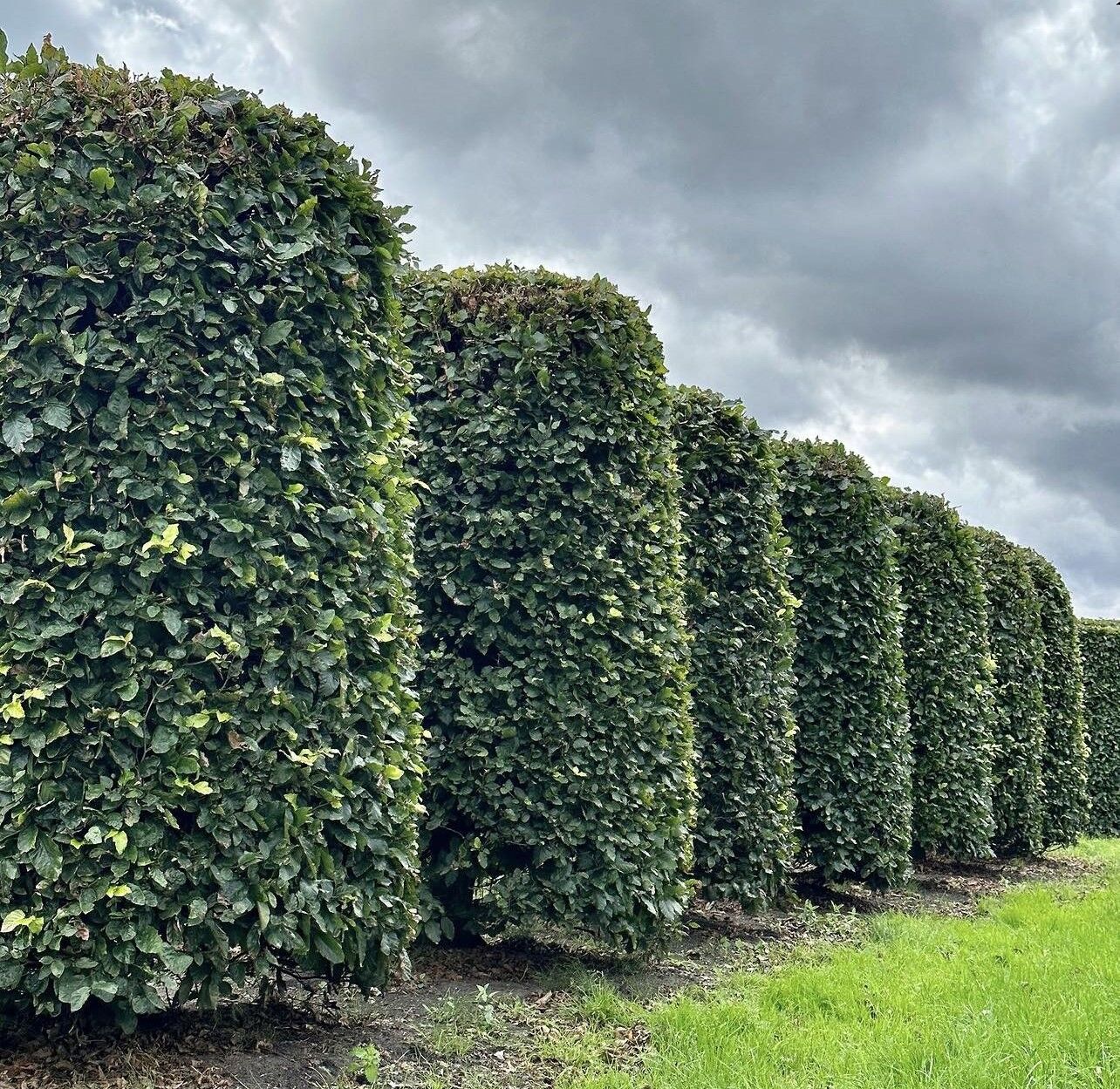 Green Beech Topiary Cylinders - Fagus sylvatica