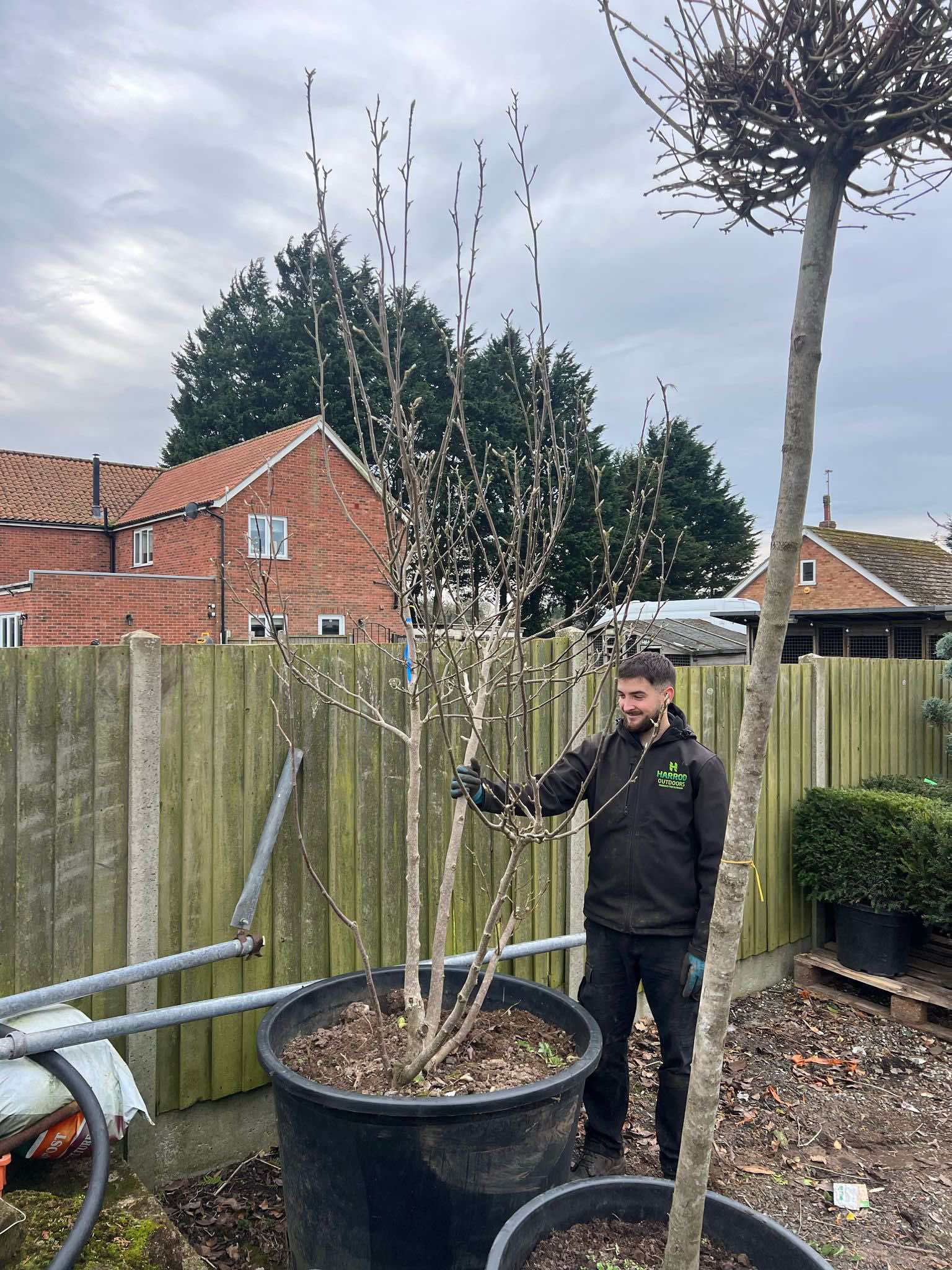 Saucer Magnolia Multi-Stem Trees – Magnolia x Soulangeana | 200-250cm