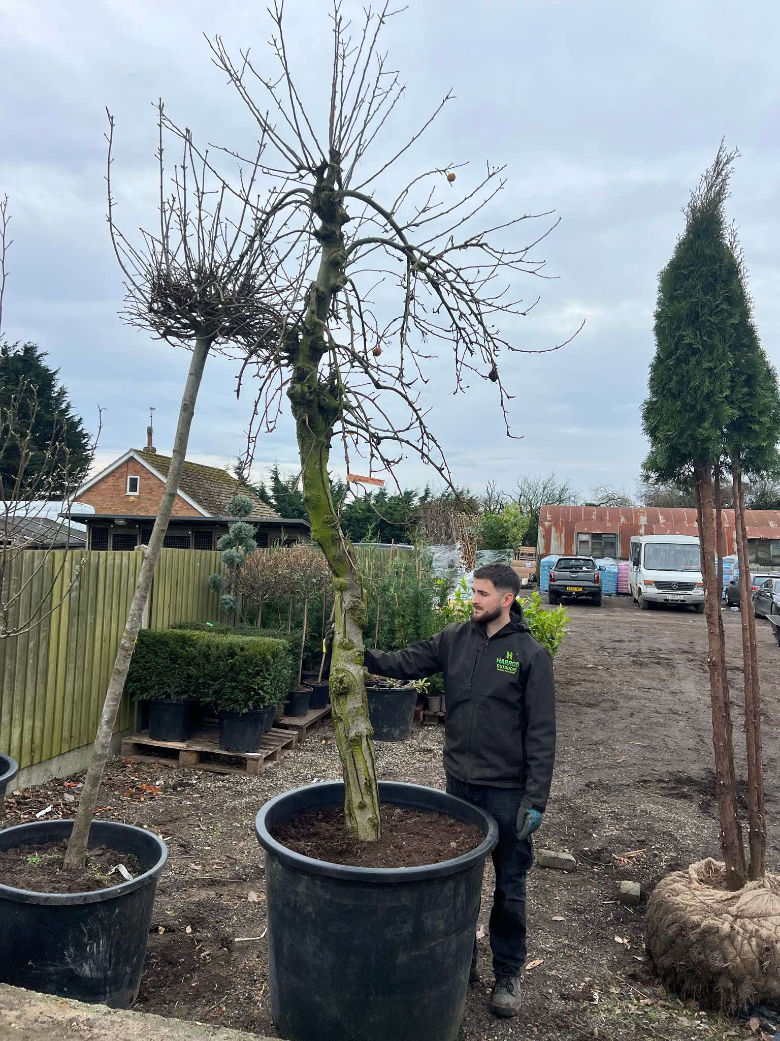 Charming Old Fruiting Apple Tree | Unknown Variety | 200-250cm | Sale